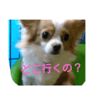 愛犬君たち（個別スタンプ：2）