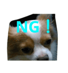 愛犬君たち（個別スタンプ：3）