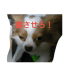 愛犬君たち（個別スタンプ：5）