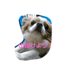 愛犬君たち（個別スタンプ：6）