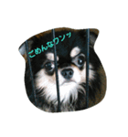 愛犬君たち（個別スタンプ：7）