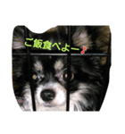 愛犬君たち（個別スタンプ：8）