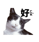 POMOTA The Cats（個別スタンプ：13）