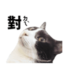 POMOTA The Cats（個別スタンプ：14）