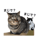 これだけで！うちの犬猫スタンプ決定版40（個別スタンプ：31）