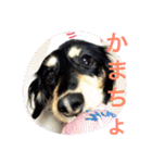 ミニチュア ダックス それいけ COCOA（個別スタンプ：1）