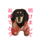 ミニチュア ダックス それいけ COCOA（個別スタンプ：3）