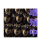 ミニチュア ダックス それいけ COCOA（個別スタンプ：4）