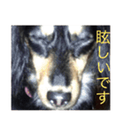 ミニチュア ダックス それいけ COCOA（個別スタンプ：6）