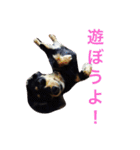 ミニチュア ダックス それいけ COCOA（個別スタンプ：8）