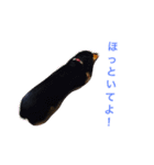 ミニチュア ダックス それいけ COCOA（個別スタンプ：10）