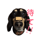 ミニチュア ダックス それいけ COCOA（個別スタンプ：11）