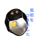 ミニチュア ダックス それいけ COCOA（個別スタンプ：12）