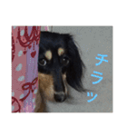 ミニチュア ダックス それいけ COCOA（個別スタンプ：13）