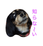 ミニチュア ダックス それいけ COCOA（個別スタンプ：15）