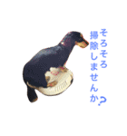 ミニチュア ダックス それいけ COCOA（個別スタンプ：16）