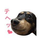 ミニチュア ダックス それいけ COCOA（個別スタンプ：18）