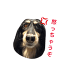 ミニチュア ダックス それいけ COCOA（個別スタンプ：20）