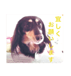 ミニチュア ダックス それいけ COCOA（個別スタンプ：21）