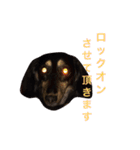 ミニチュア ダックス それいけ COCOA（個別スタンプ：26）