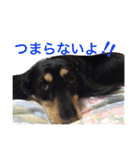 ミニチュア ダックス それいけ COCOA（個別スタンプ：31）