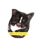 黒猫くろの日常（個別スタンプ：13）