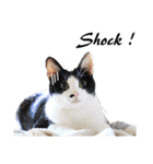 Black and White Cat Cat Cat（個別スタンプ：1）