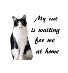 Black and White Cat Cat Cat（個別スタンプ：2）