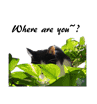 Black and White Cat Cat Cat（個別スタンプ：3）
