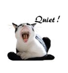 Black and White Cat Cat Cat（個別スタンプ：4）