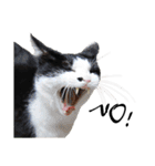Black and White Cat Cat Cat（個別スタンプ：5）