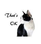 Black and White Cat Cat Cat（個別スタンプ：6）