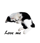 Black and White Cat Cat Cat（個別スタンプ：7）