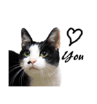 Black and White Cat Cat Cat（個別スタンプ：8）