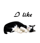 Black and White Cat Cat Cat（個別スタンプ：9）