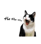 Black and White Cat Cat Cat（個別スタンプ：10）