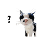Black and White Cat Cat Cat（個別スタンプ：11）