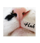 Black and White Cat Cat Cat（個別スタンプ：12）