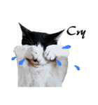 Black and White Cat Cat Cat（個別スタンプ：13）