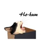 Black and White Cat Cat Cat（個別スタンプ：15）