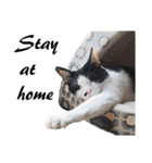 Black and White Cat Cat Cat（個別スタンプ：17）