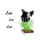 Black and White Cat Cat Cat（個別スタンプ：18）