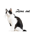 Black and White Cat Cat Cat（個別スタンプ：19）