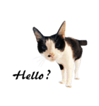 Black and White Cat Cat Cat（個別スタンプ：21）