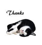 Black and White Cat Cat Cat（個別スタンプ：22）