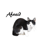 Black and White Cat Cat Cat（個別スタンプ：23）