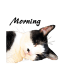 Black and White Cat Cat Cat（個別スタンプ：24）