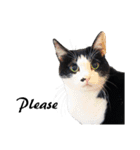 Black and White Cat Cat Cat（個別スタンプ：25）