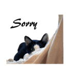Black and White Cat Cat Cat（個別スタンプ：26）