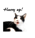 Black and White Cat Cat Cat（個別スタンプ：27）